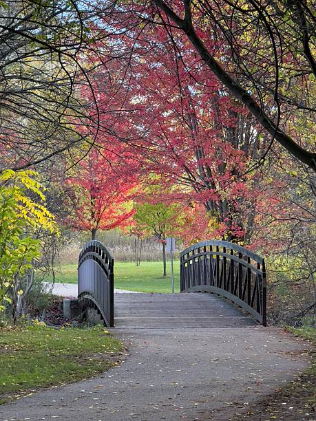 istock Arched Bridge In Autumn Splendour, Collingwood, Ontario 2242641342
