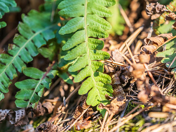 Common polypody fern Polypodium vulgare grows among thick moss. Polypodium vulgare, the common polypody, is a fern of the family Polypodiaceae.