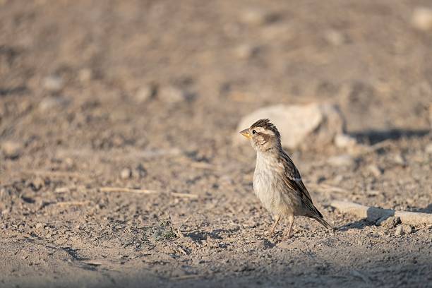 istock Rock sparrow standing on dry soil in soft sunlight with sandy background 2242643317