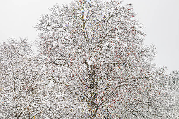 istock Forest landscape under fresh snow in the French Pyrenees 2242644254