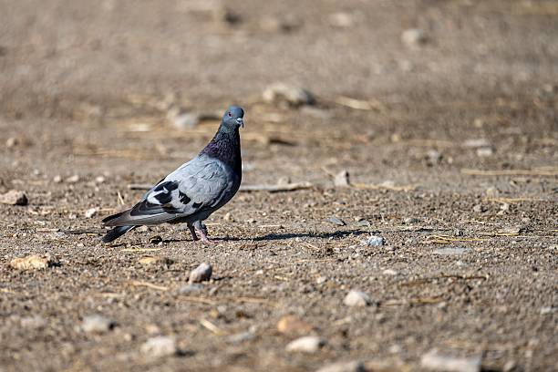istock Rock dove (Columba livia) standing on dry ground in natural open area 2242644827