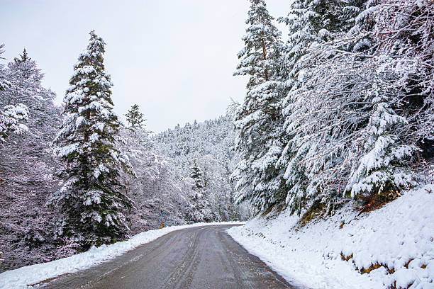 istock Forest landscape under fresh snow in the French Pyrenees 2242646051