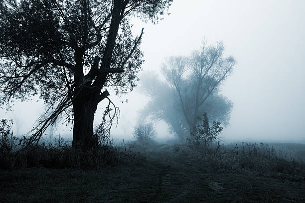 A foggy path in a field surrounded by trees