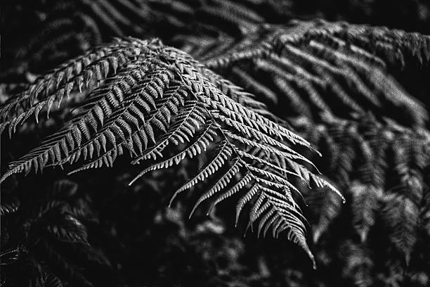 istock Ireland Plantlife 2242647977