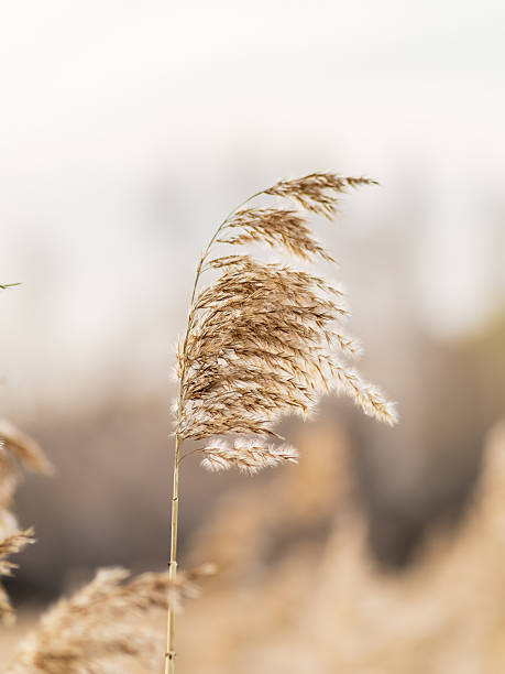 istock Yellow autumn fluffy feather grass with seeds on curved stems in light wind. Hello autumn concept. Natural background with copy space 2242649136