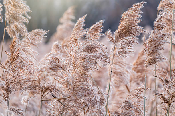 istock Yellow autumn fluffy feather grass with seeds on curved stems in light wind. Hello autumn concept. Natural background with copy space 2242649255