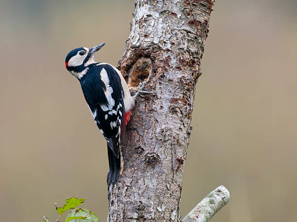 Great-spotted woodpecker, Dendrocopos major