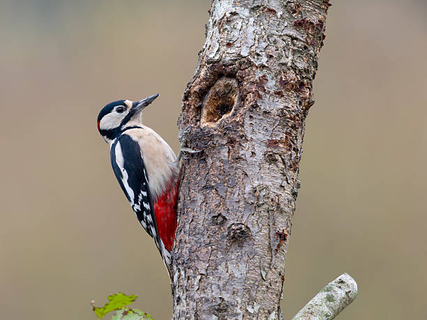 istock Great-spotted woodpecker, Dendrocopos major 2242649463