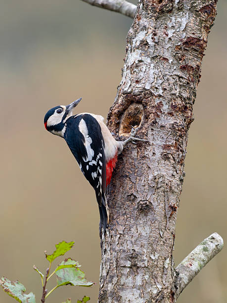 istock Great-spotted woodpecker, Dendrocopos major 2242649467