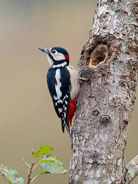 istock Great-spotted woodpecker, Dendrocopos major 2242649469