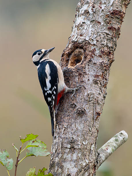 istock Great-spotted woodpecker, Dendrocopos major 2242649482