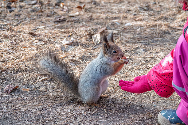 istock Girl feeds a squirrel with nuts in an autumn park. 2242649496