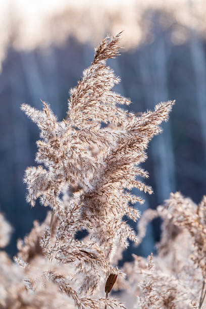 istock Yellow autumn fluffy feather grass with seeds on curved stems in light wind. Hello autumn concept. Natural background with copy space 2242649610