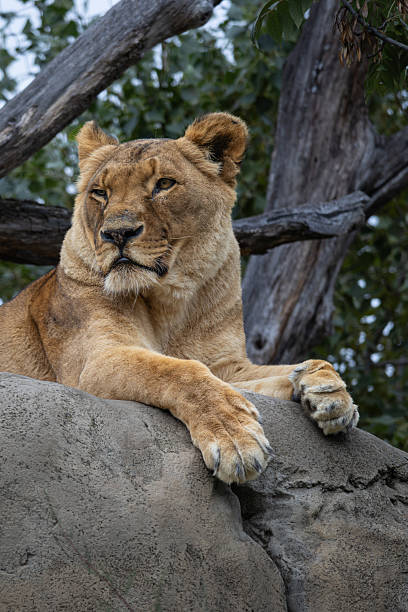 istock Portrait of a resting lioness (Panthera leo) 2242652484