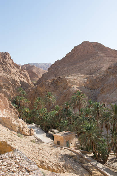istock Beautiful walk among date palms. Chebika, Tunisia 2242653208