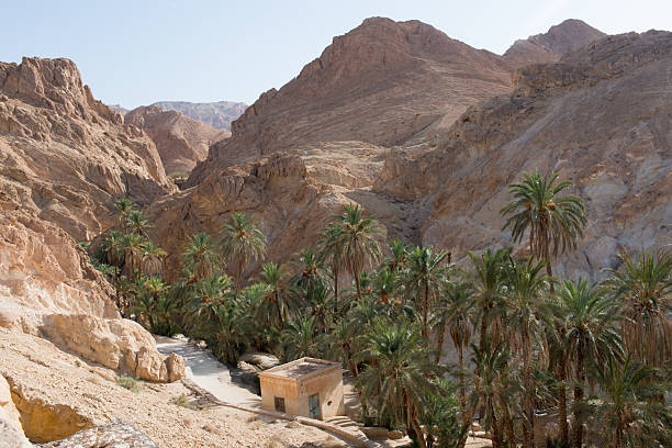 istock Beautiful walk among date palms. Chebika, Tunisia 2242653212