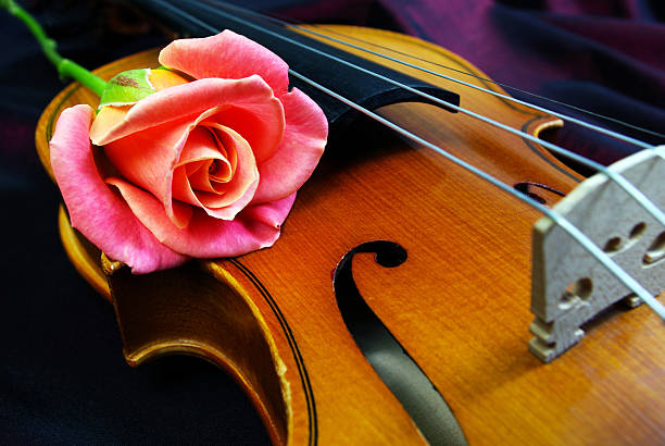 Violin and pink rose. Close up