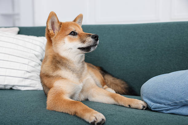 Cute dog and child on sofa at home, closeup