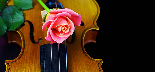 Violin and pink rose. Close up. Copy space