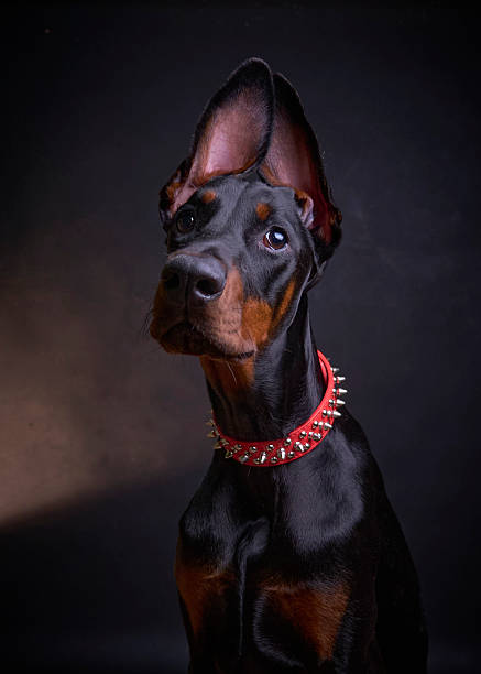 istock Doberman puppy with a red spiked collar on a black background 2242658277