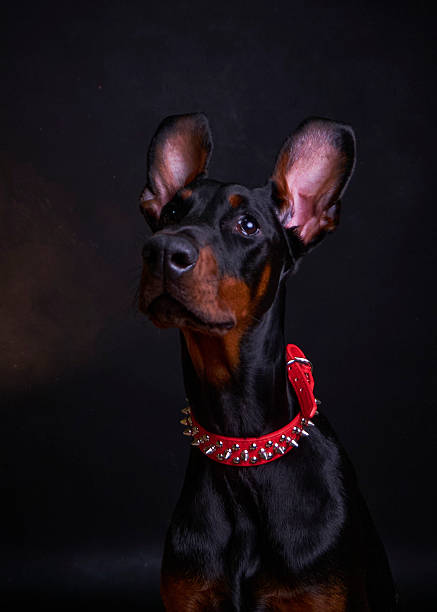 Doberman