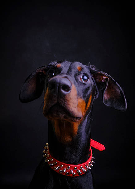istock Doberman puppy with a red spiked collar on a black background 2242658342