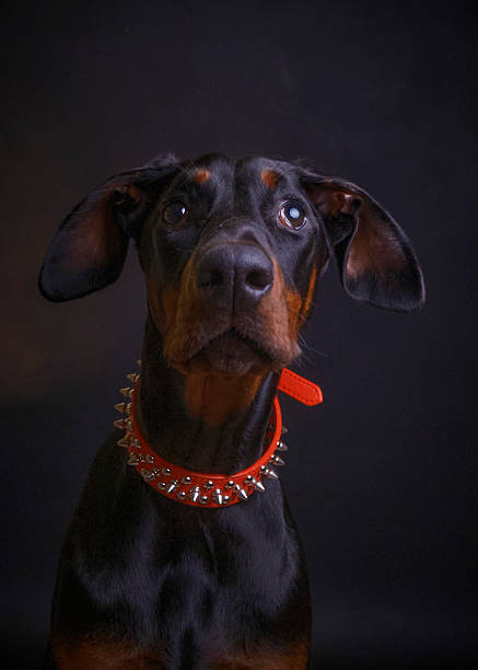 Doberman Pinscher Dogs Outdoors in Winter Snow; Strong Intelligent, Alert.