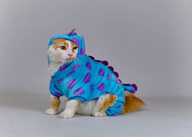 istock Turkish Van Cat in Costume. Funny and Amusing Photography 2242658652