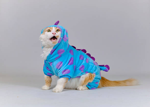 istock Turkish Van Cat in Costume. Funny and Amusing Photography 2242658655
