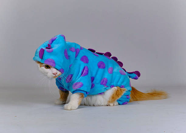 istock Turkish Van Cat in Costume. Funny and Amusing Photography 2242658656