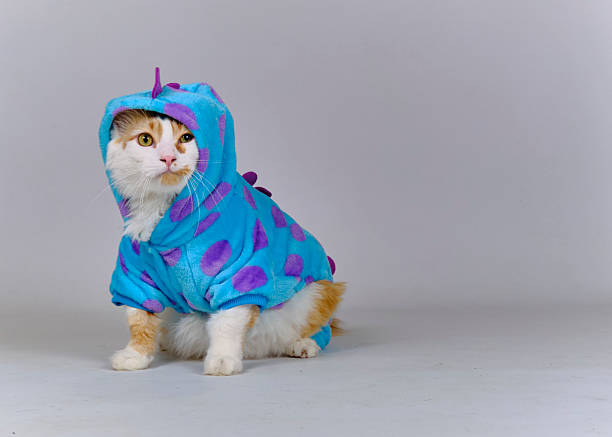 istock Turkish Van Cat in Costume. Funny and Amusing Photography 2242658657