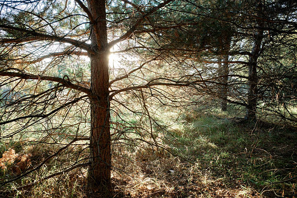 Silent mystical pine-tree forest in autumn forest with beautiful bright sun light