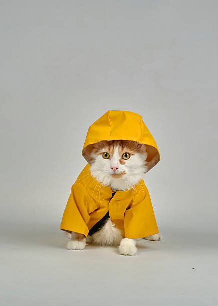 istock Turkish Van Cat in Costume. Funny and Amusing Photography 2242658759