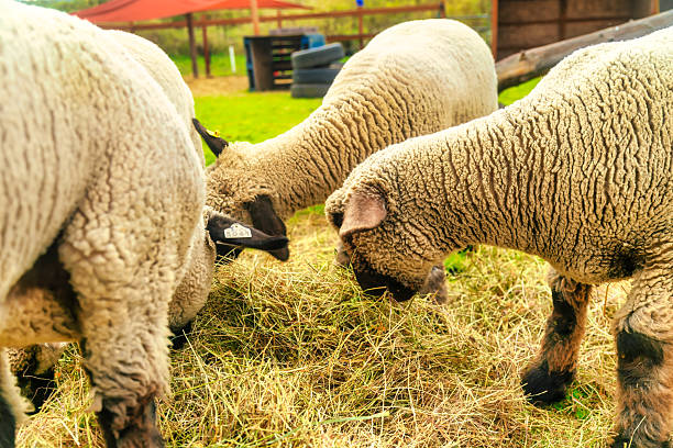 4 sheep grazing on hay