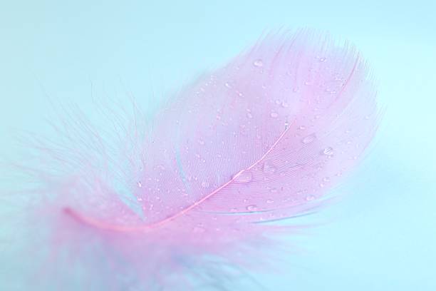 Fluffy pink feather on light blue background, closeup