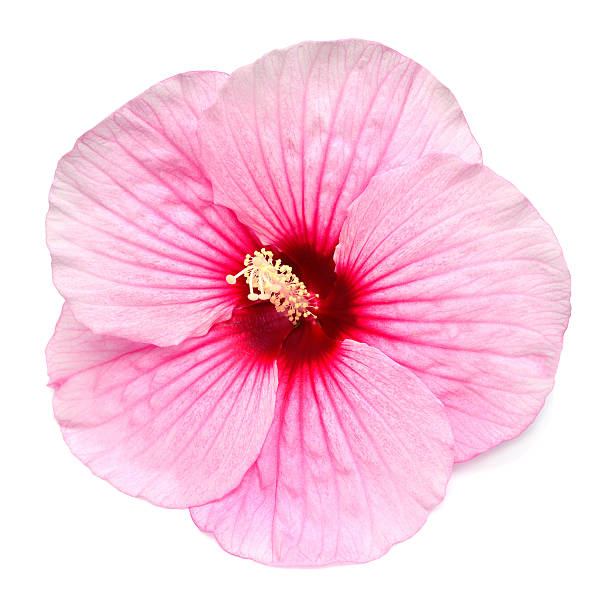istock Hibiscus head pink flower grade Summer Storm isolated on white background 2242662905
