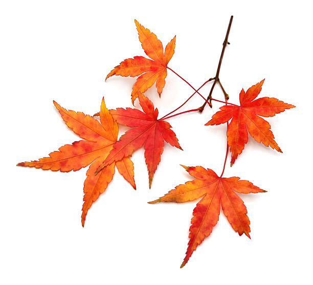 istock Autumn japanese maple lea isolated on white background. Flat lay, top view 2242663772