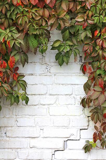 Virginia creeper vines with autumn colors frame a weathered white brick wall. Concept of: Autumnal backdrop.