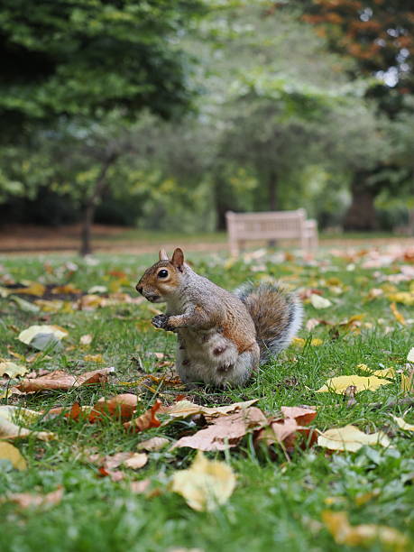 istock A squirrel at St. James's Park in London 2242664406