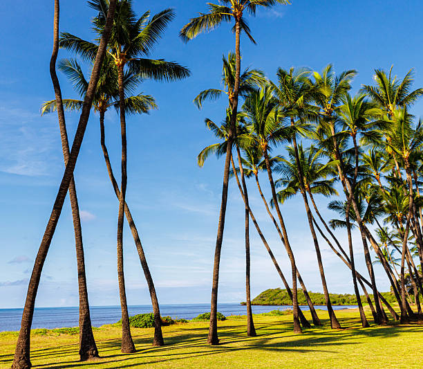 istock Coconut Palm Lined Shoreline at One Alii Beach Park 2242664756