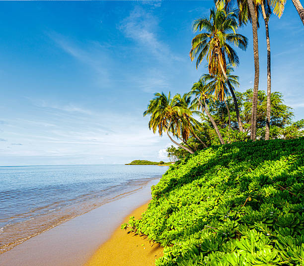 Leaning Coconut Palm Trees Over One alii Beach, One Alii Beach Park, Molokai, Hawaii, USA