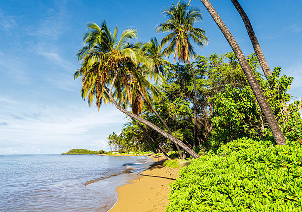 Leaning Coconut Palm Trees Over One alii Beach, One Alii Beach Park, Molokai, Hawaii, USA