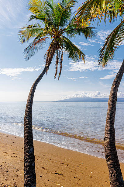 Coconut Palm Trees on Shoreline With Lanai Across The Kalohi Channel, One Alii Beach Park, Molokai, Hawaii, USA