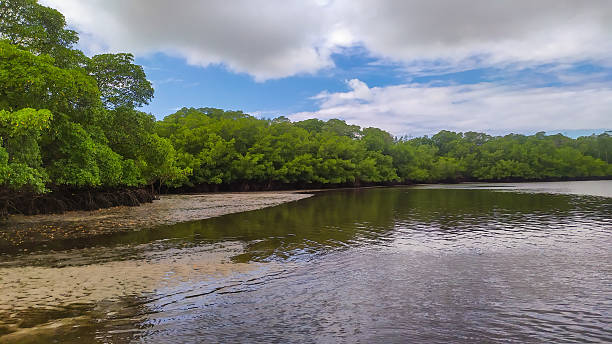 istock The harmony of beach and mangrove 2242665076