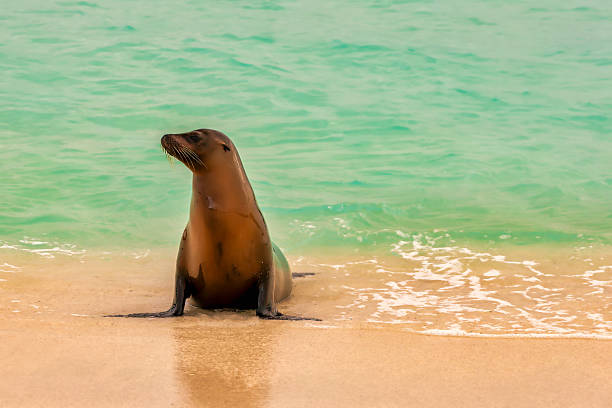 Lone Galapagos sea lion emerging from the water  in early morning - San Cristóbal Island
