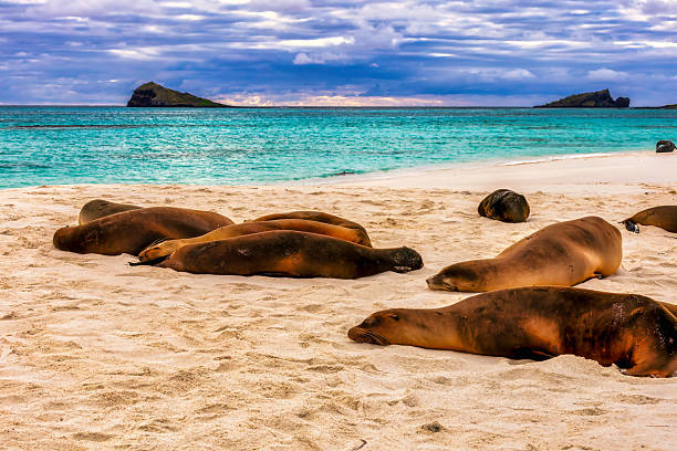 istock Galapagos sea lions 2242666254