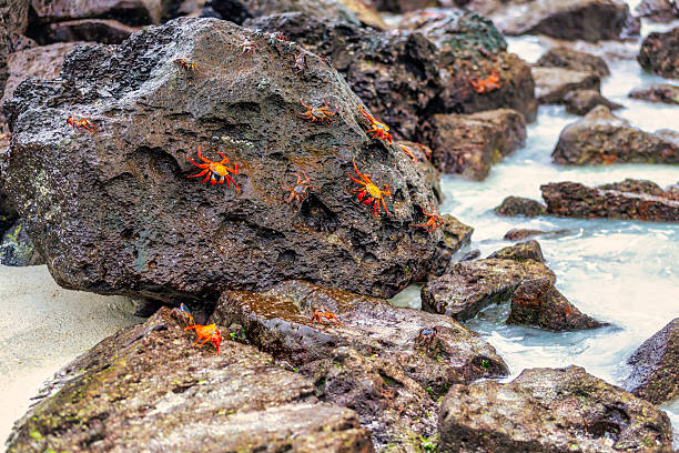 Sally Lightfoot Crabs on a rocky beach