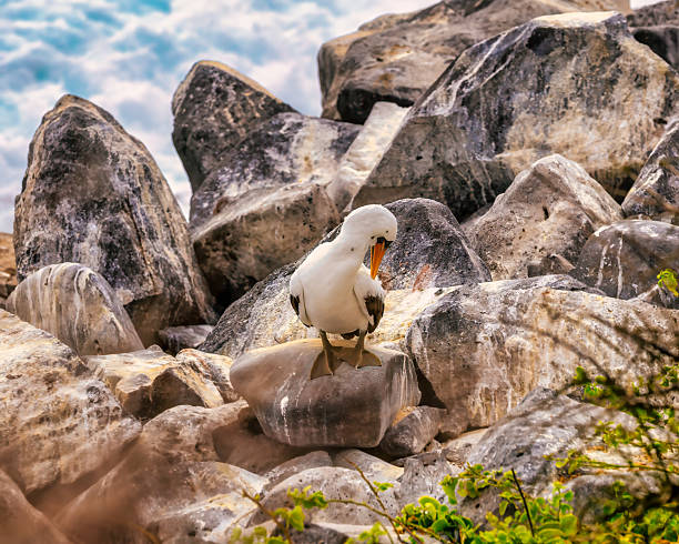 Nazca booby in the galapagos