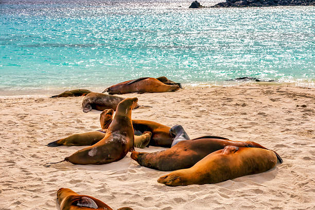 Galapagos sea lions resting on the beach in early morning - San Cristóbal Island