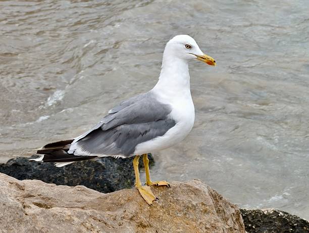 istock serene seaside scene, quiet coastal landscape with gull calmly perched beside gentle ocean waves 2242671255